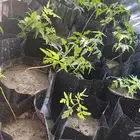 شتلات نيم   مورينجا