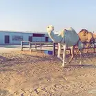 عشرا وضحى ضروبه بكر