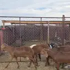 سواكن حمري مرابي جذعان