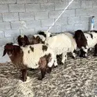 نعيم خرفان طيبه تم البيع