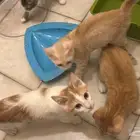 قطط للتبني