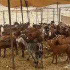 تيوس محايليه 50راس
