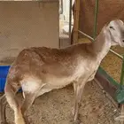 شاة ساكنية