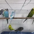 اجواز بادجي منتجه