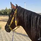 حصان للبيع