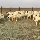 ضان حريات ولد