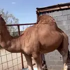 قعود عوادي