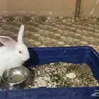 أرنب للتبني
