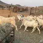 للبيع معزه مصريات 21 راس بي الفحل دفيع صغار سن
