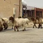 جذعات طيبات مقاني
