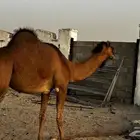 بكره حايل للبيع