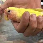جوز ببغاء روز
