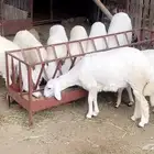 خرفان ورخل