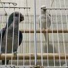 جوز كويكر منتج ( تم البيع )