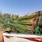 نخل للبيع حبه كاش حبه بلاش