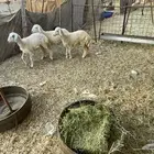 رخال حريه عدد3 مراح واحد