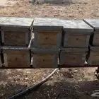 خلايا حديثة ثمانيه براويز