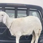رخل للبيع