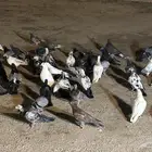 حمام مشاكيل تمم البيع