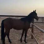 خيل