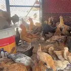 العمر 4شهور و3شهور والعدد 60 والصحة شرط