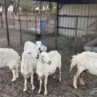للبيع حريات