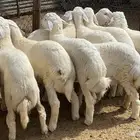 ذبايح للبيع طليان ورخال بريه مع خدمة السلخ والتوصيل