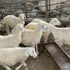 خرفان حري ذكور من 3-5 شهور