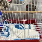 للبيع سنجاب قلايدر الطائر مع جميع ملحقاته