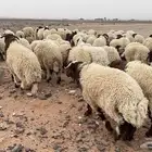 عدد 140 أضاحي نعيم بلدي