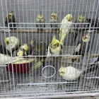 كروان 22 حبه