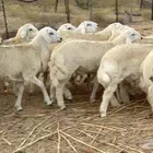 طليان جبره مراح واحد طرف وشعره ومراح واحد( تم البيع)