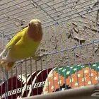 ببغاء روز انتاج عندي للبيع