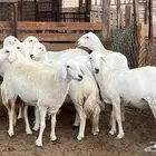 حريات صنف ثنيه ورباع