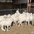 للبيع بهم تربيه حري