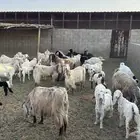 غنم للبيع