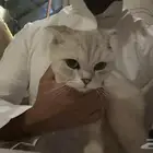 قطط
