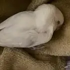 فندقه طيور بالرياض