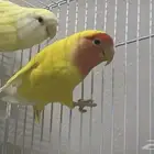 جوز روز منتج