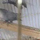 روز