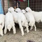 ذبايح حري للبيع
