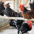 جابنيز قزم للبيع في بيشة