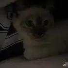 قطوه للتبني