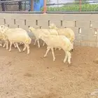 فران