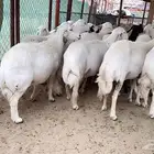 اذكرو الله وصلو علي النبي. نعرض لكم. 47راس. فيها 15عنز بفحل