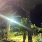 مخيم متكامل الخدمات مع استراحه داخل مزرعه للايجار اليومي