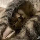 قطط للتبني