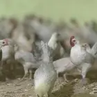 فروج فيومي ( فروخ )