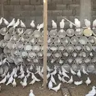 المشاعله حمام فرنسي مع فروخ زغاليل غير مفروز حوالي 50 جوز
