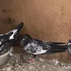 حمام باكستاني رام بوري